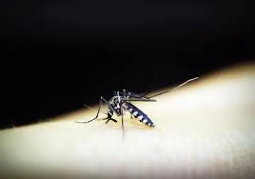 Trento: inchiesta per il parassita della malaria