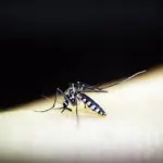 Trento: inchiesta per il parassita della malaria