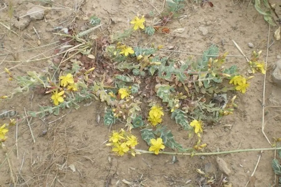 HIV: scoperta una pianta sarda che può bloccare il virus