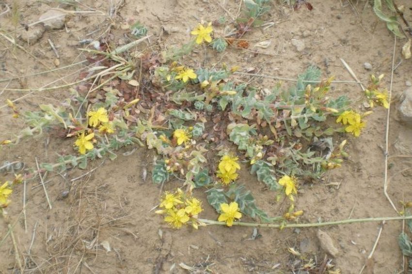 HIV: scoperta una pianta sarda che può bloccare il virus