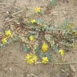 HIV: scoperta una pianta sarda che può bloccare il virus