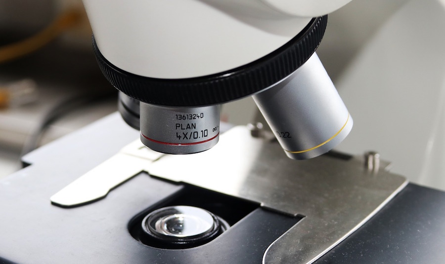 Embrione ibrido uomo-pecora creato in laboratorio negli USA